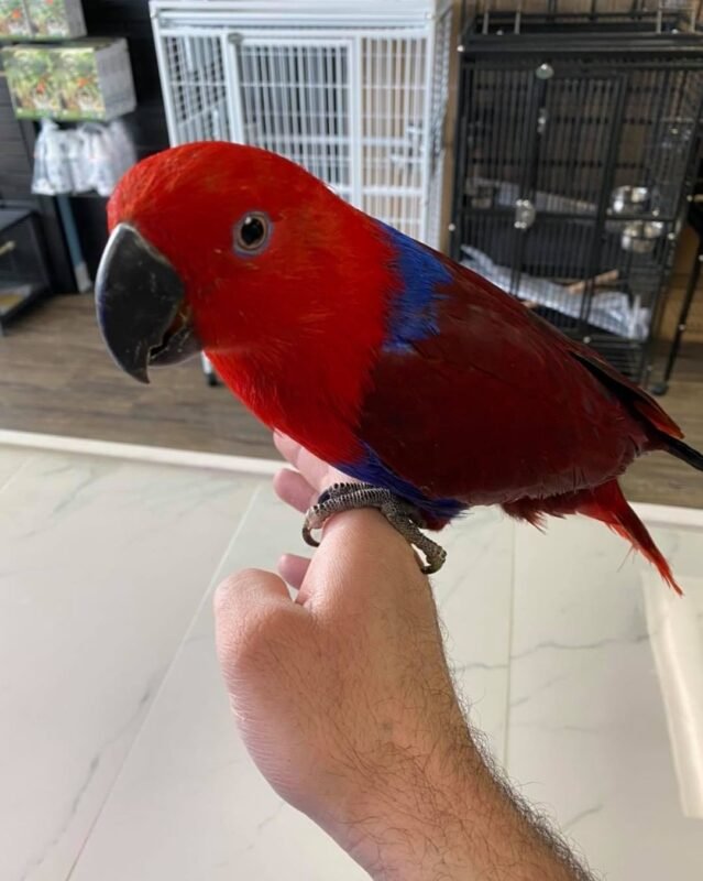 Parrots for sale